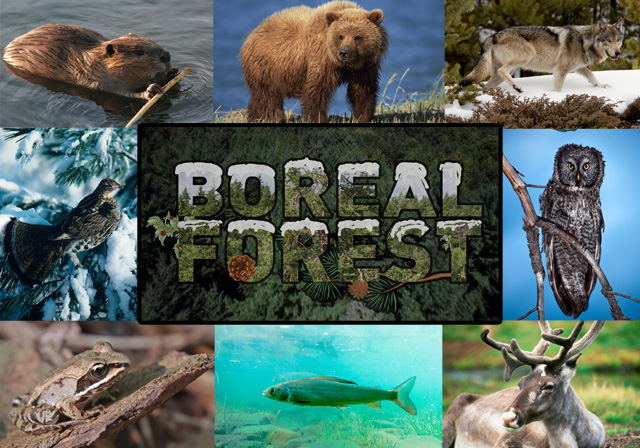 Animals/ Endangered - boreal forest biome