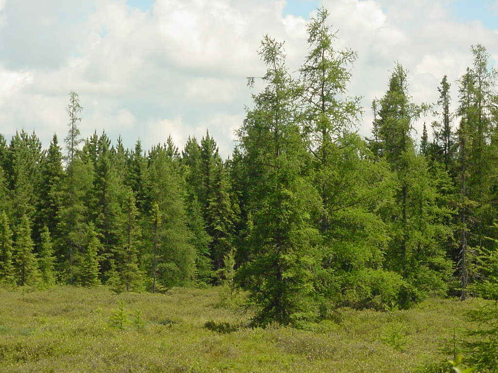 Plants of the Boreal Forest